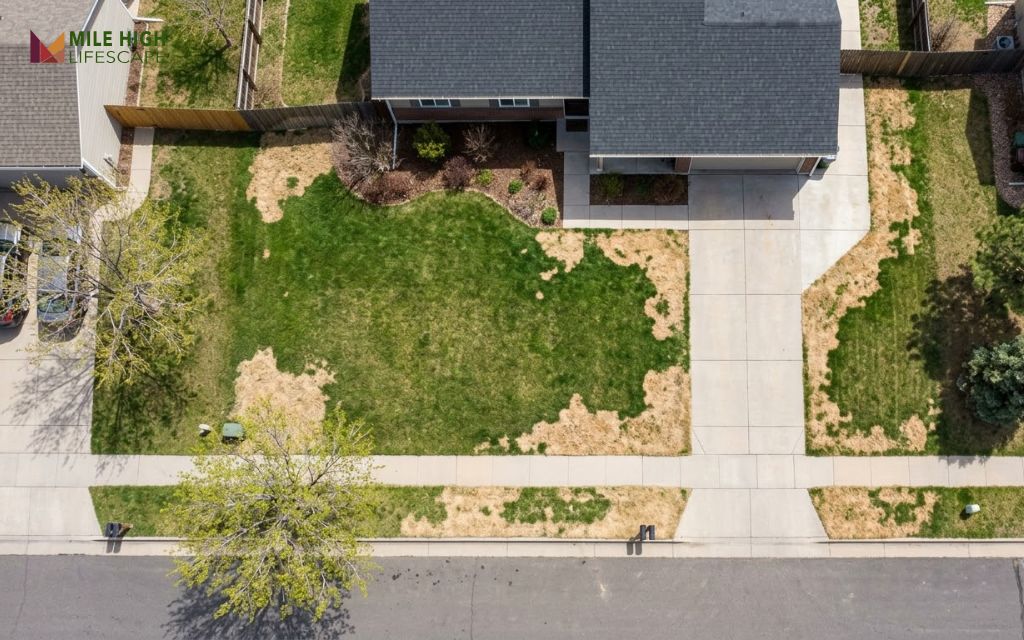 Tan bermuda grass patches in a green cool-season lawn in Denver during April