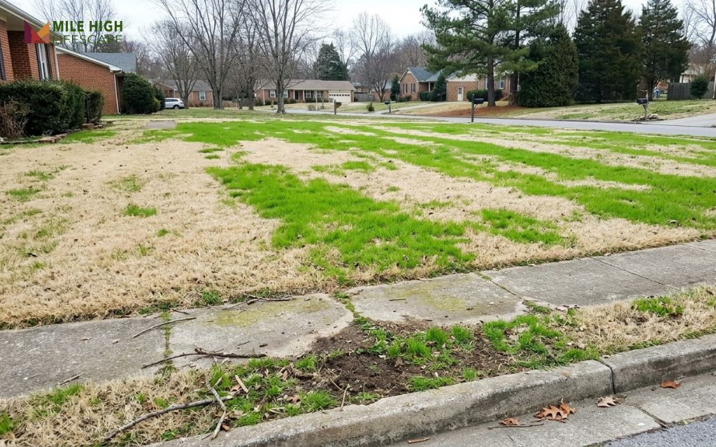 Dormant bermudagrass lawn overseeded with green perennial ryegrass in a Tennessee winter
