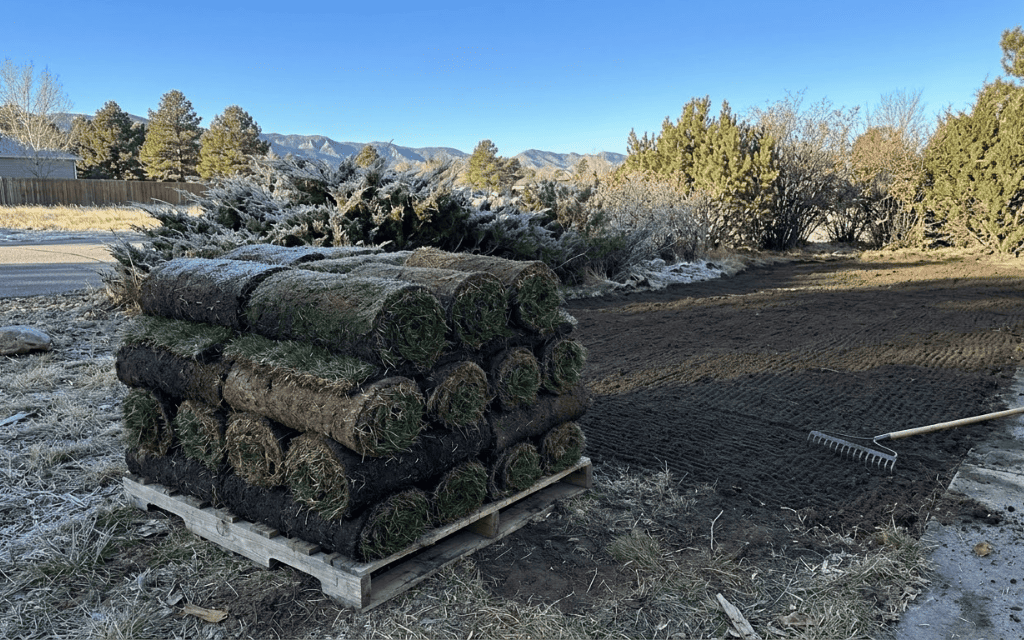 Rolls of fresh Kentucky bluegrass sod stacked on a pallet beside prepared bare soil in a Denver backyard on a clear late-fall day