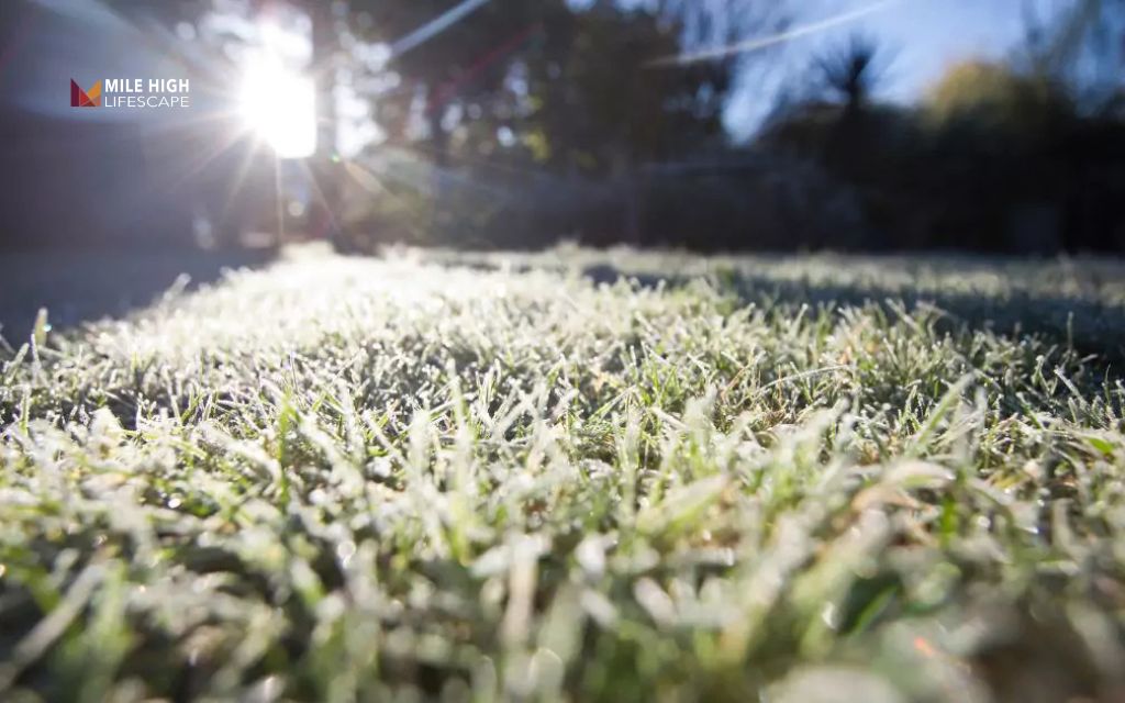 The best time to lay sod rarely includes frozen winter ground
