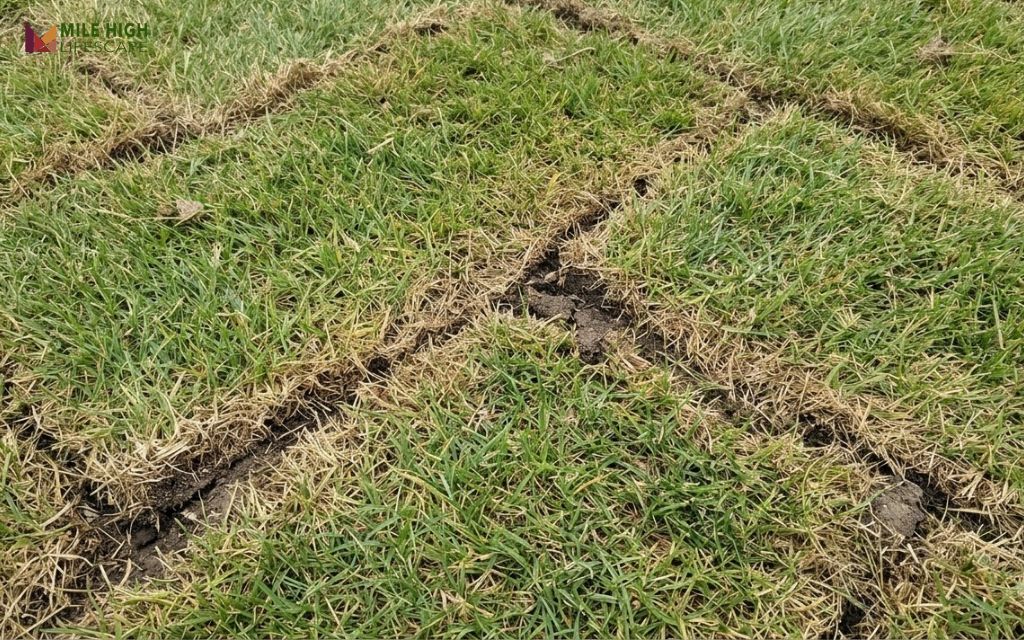 New sod lawn showing brown dried seams between pieces caused by gaps and uneven watering