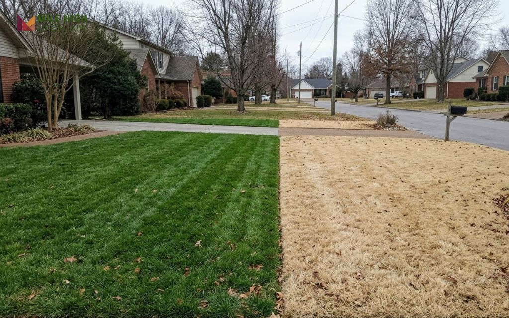 Green tall fescue lawn beside dormant tan bermudagrass lawn during a Tennessee winter