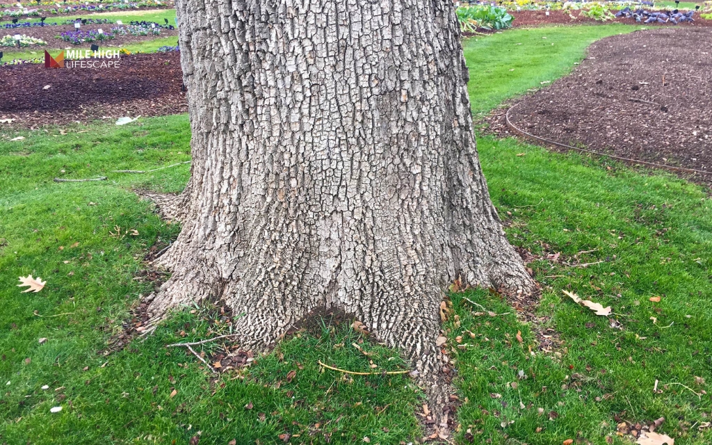 Keep the root flare visible to protect the tree’s natural base