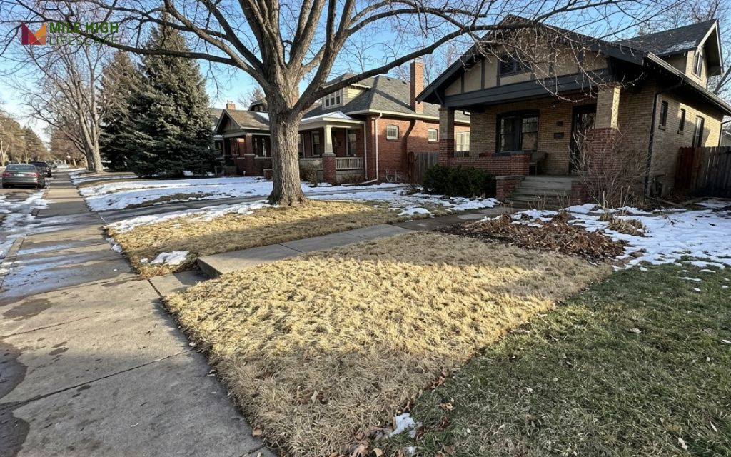 Straw-colored dormant bermuda grass in a Denver front yard in late winter