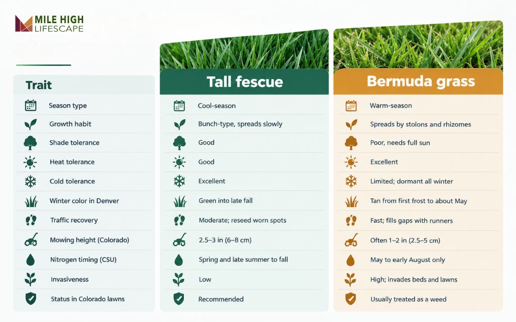 Table comparing tall fescue and bermuda grass on shade, water, heat, cold, traffic, and mowing