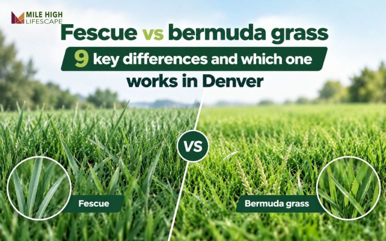 Fescue vs bermuda grass