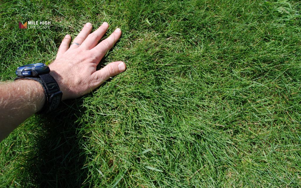 Fine fescue works well for sod in Colorado with partial shade