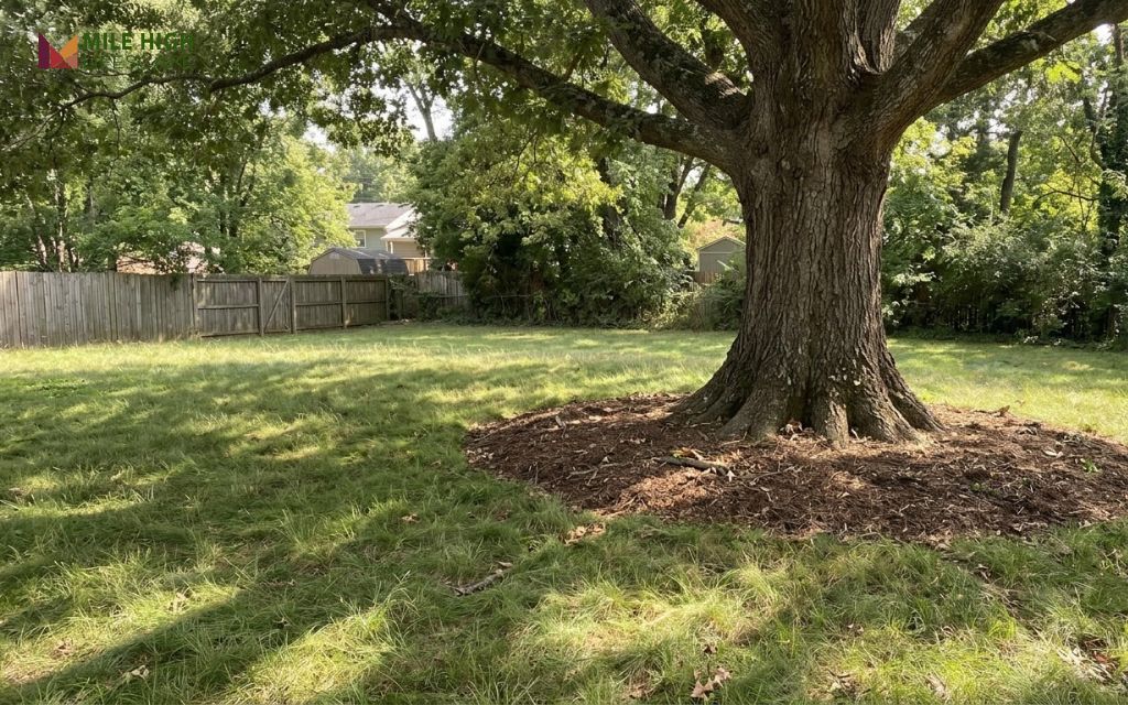 Fine fescue lawn growing in dappled shade under an oak tree in a Tennessee backyard
