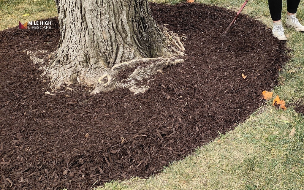 The right mulch circle around tree roots should extend beyond the trunk