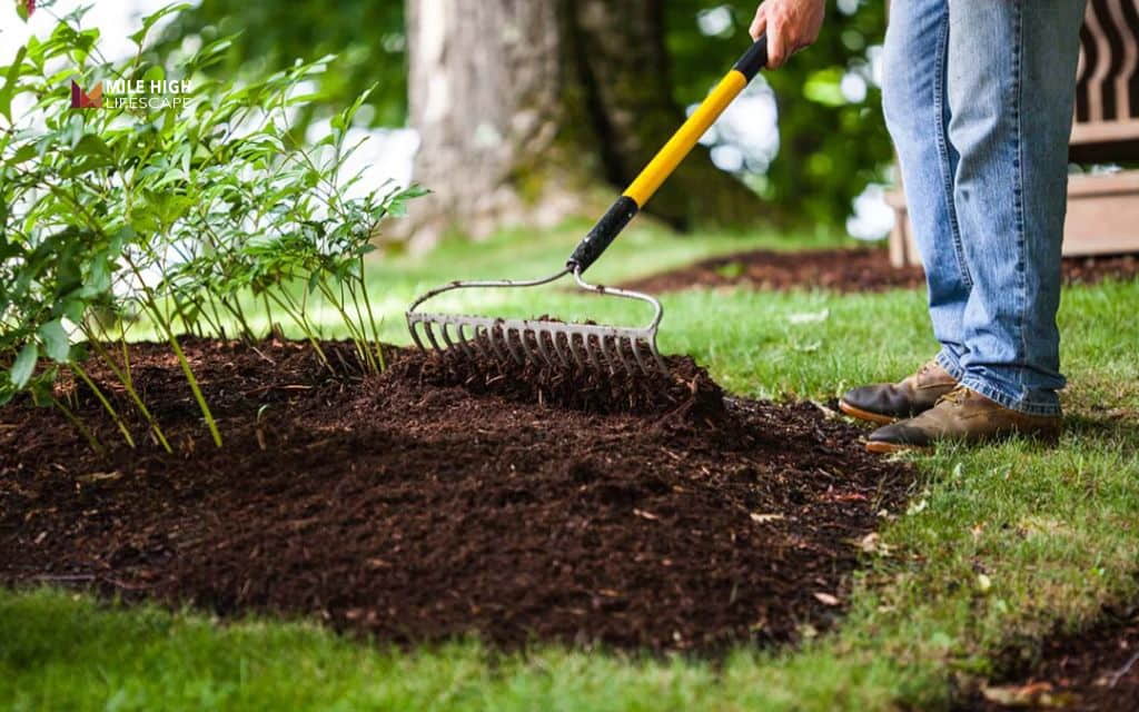 Person raking dark mulch into an even layer around a shrub in a garden bed