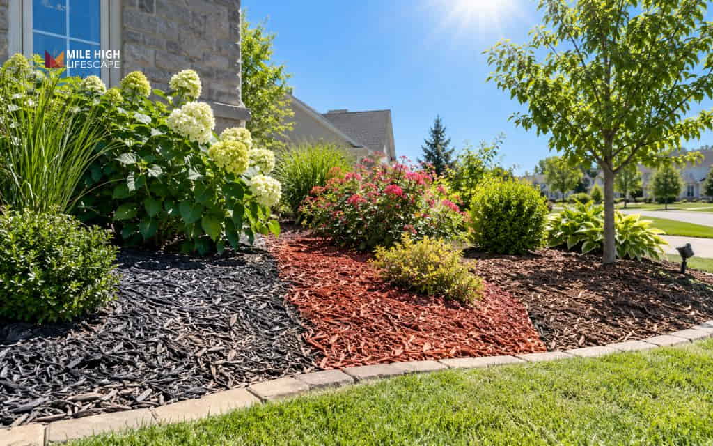 Black, red, and brown mulch beds in full sun around white hydrangeas, a red flowering shrub, and a young tree