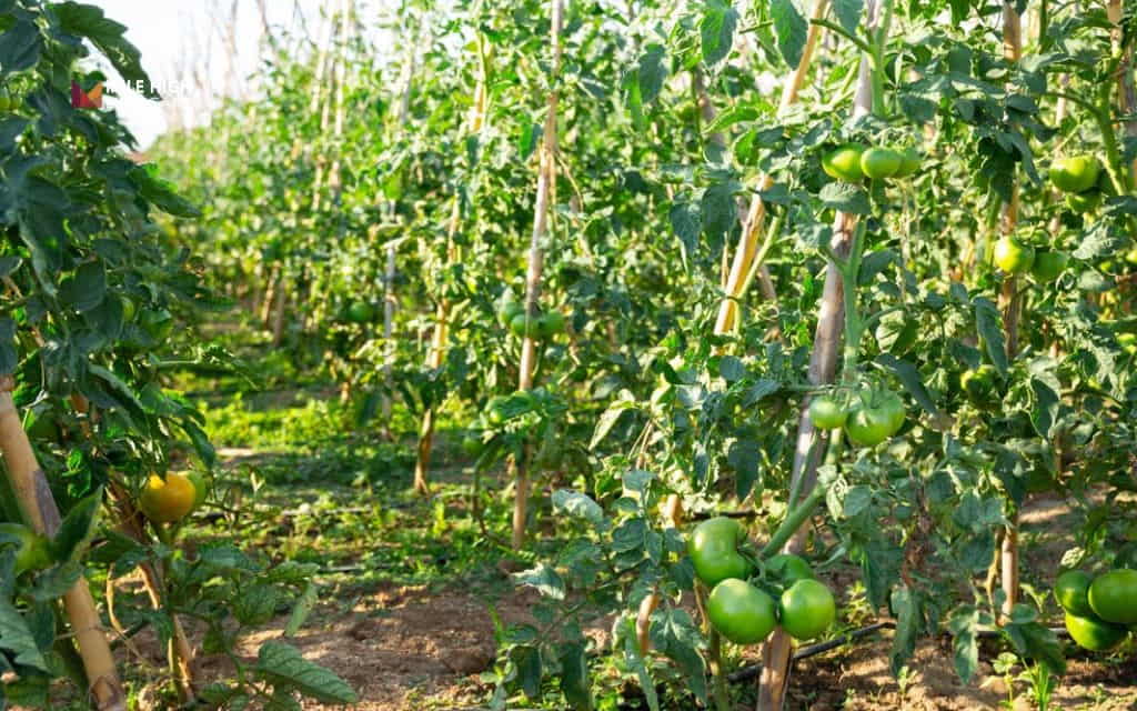 Rows of staked tomato plants with green fruit growing in a vegetable garden