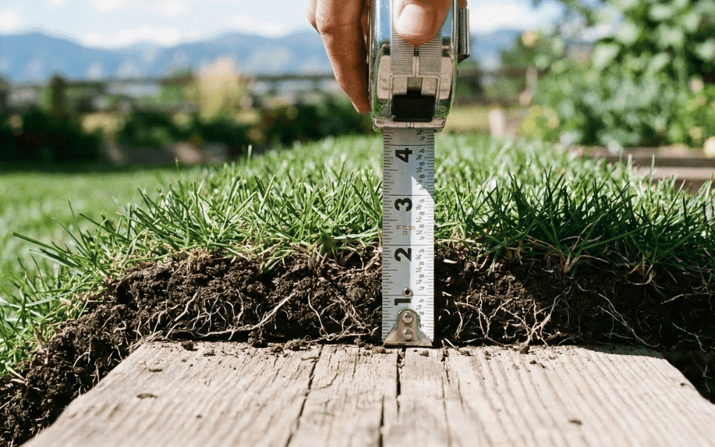  Tape measure checking sod thickness on the soil-and-root layer of a fresh Kentucky bluegrass roll