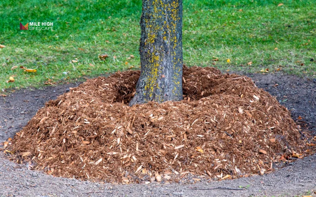 Avoid trunk contact when learning how to mulch around a tree properly