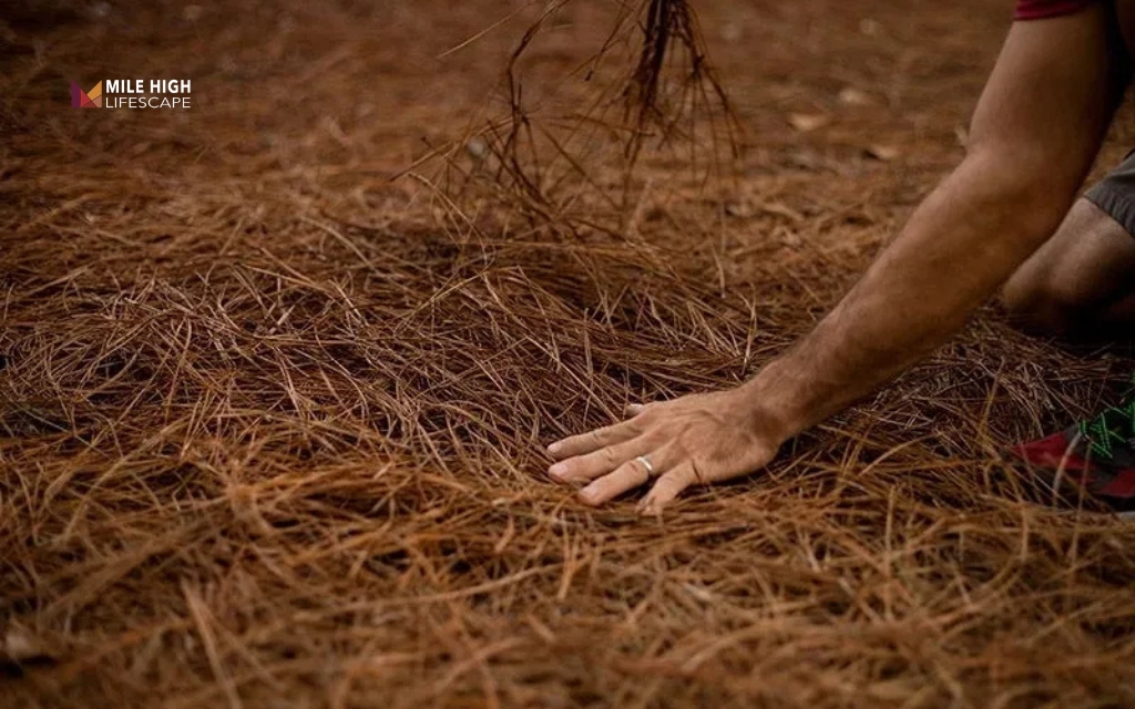 Organic materials provide light coverage while supporting moisture retention around trees