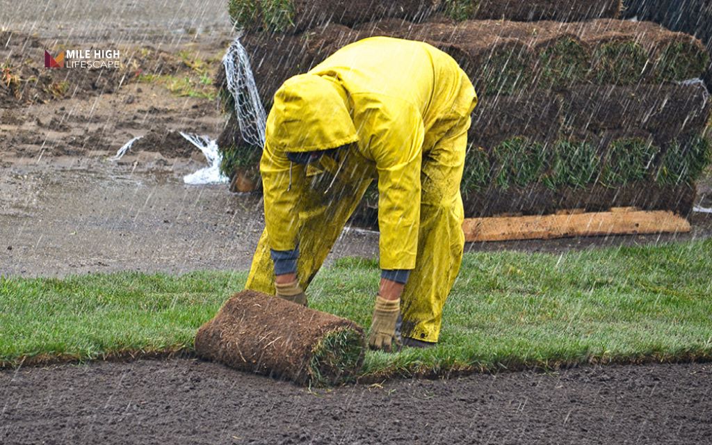 A watering schedule for sod should account for natural rainfall