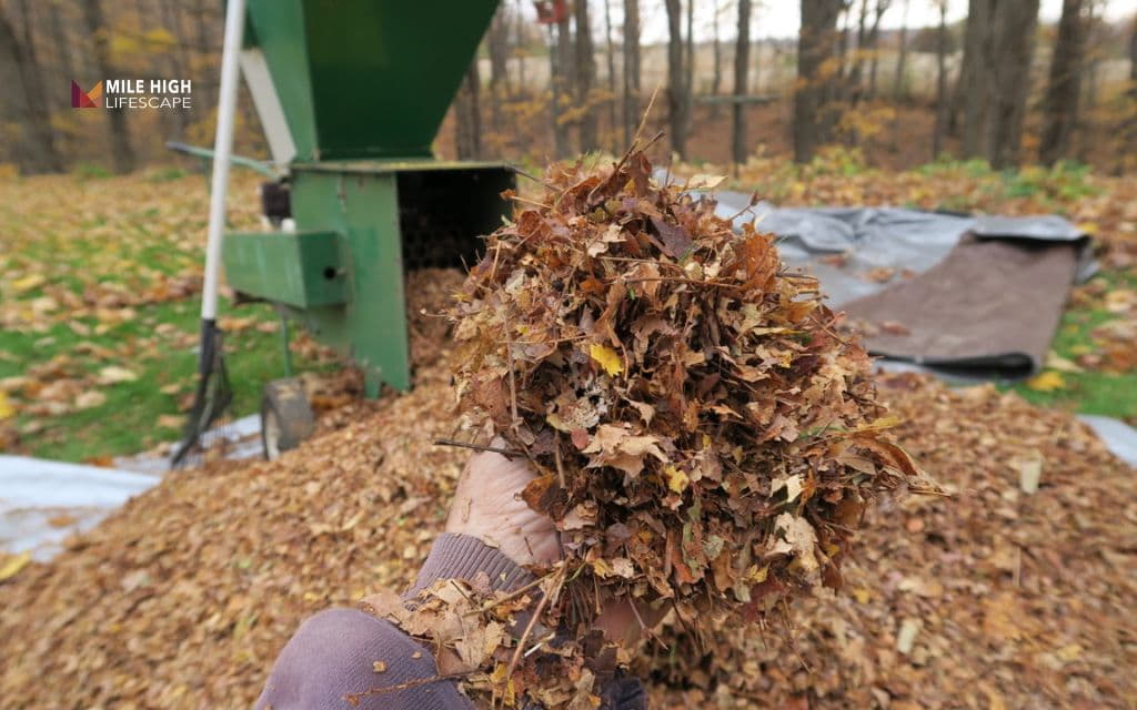 mulch path: Shredded leaves