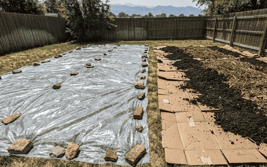 Lawn covered with plastic for solarization next to a cardboard sheet mulch bed