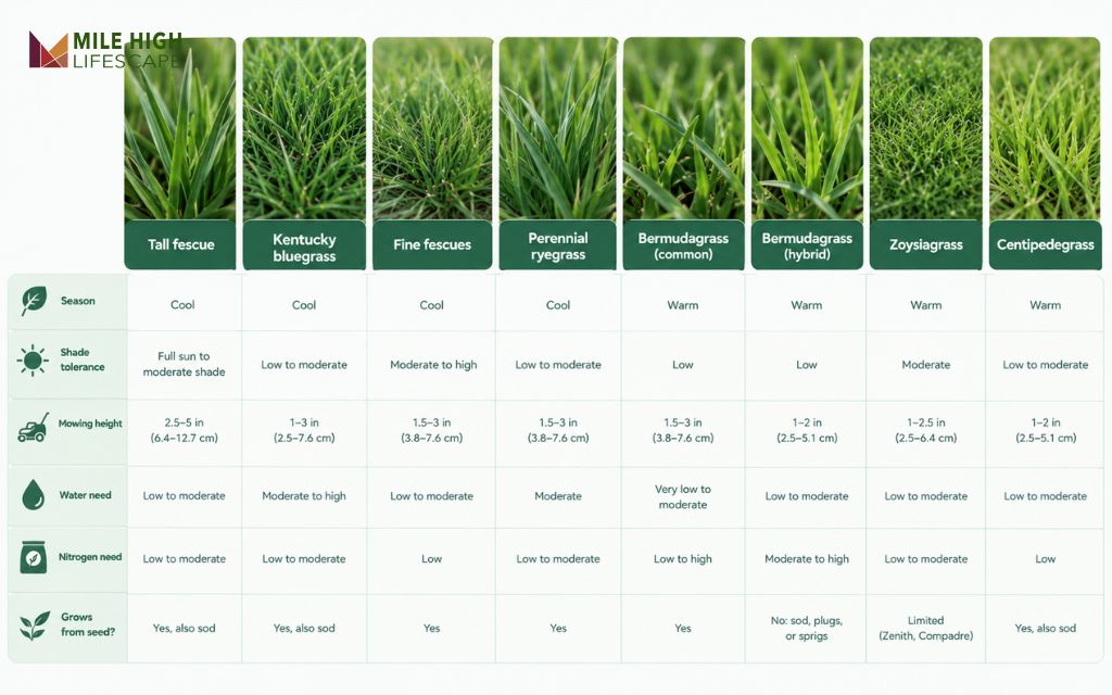 Infographic comparing sun, water, and mowing height for 7 Tennessee lawn grasses