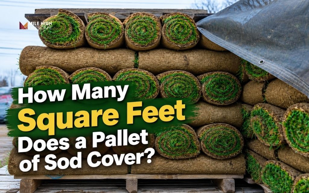 How Many Square Feet Does A Pallet Of Sod Cover? Complete Guide