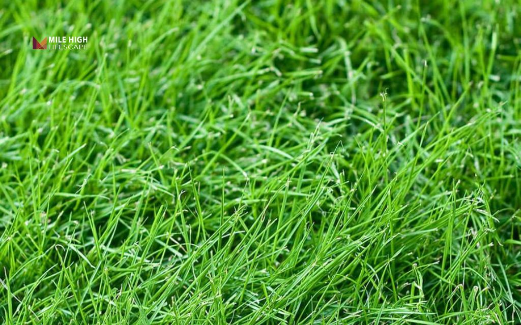 Tall fescue offers quality sod Colorado homeowners value for heat tolerance