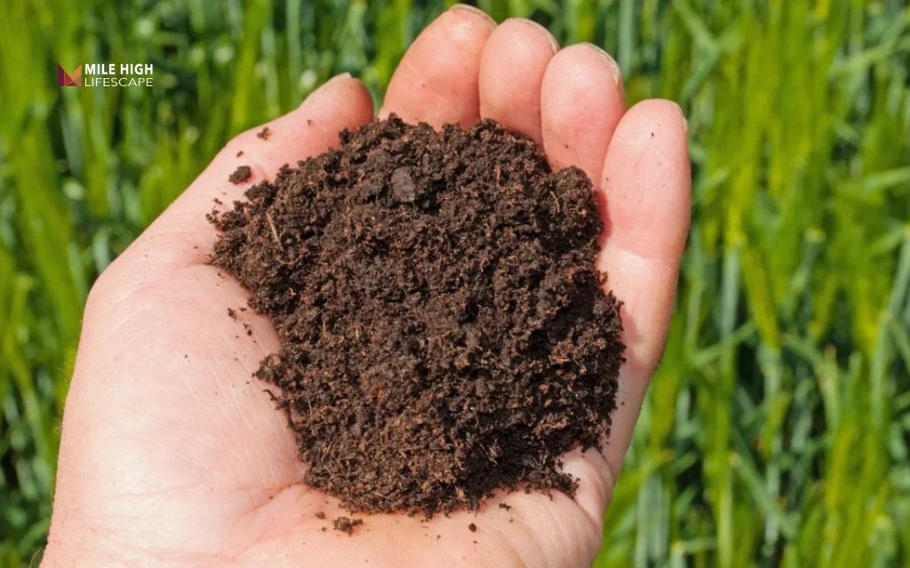 Loam-like soil often gives new turf the best balance for establishment